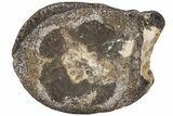 Ankylosaur (Polacanthus) Caudal Vertebra - Isle of Wight, England #206485-3